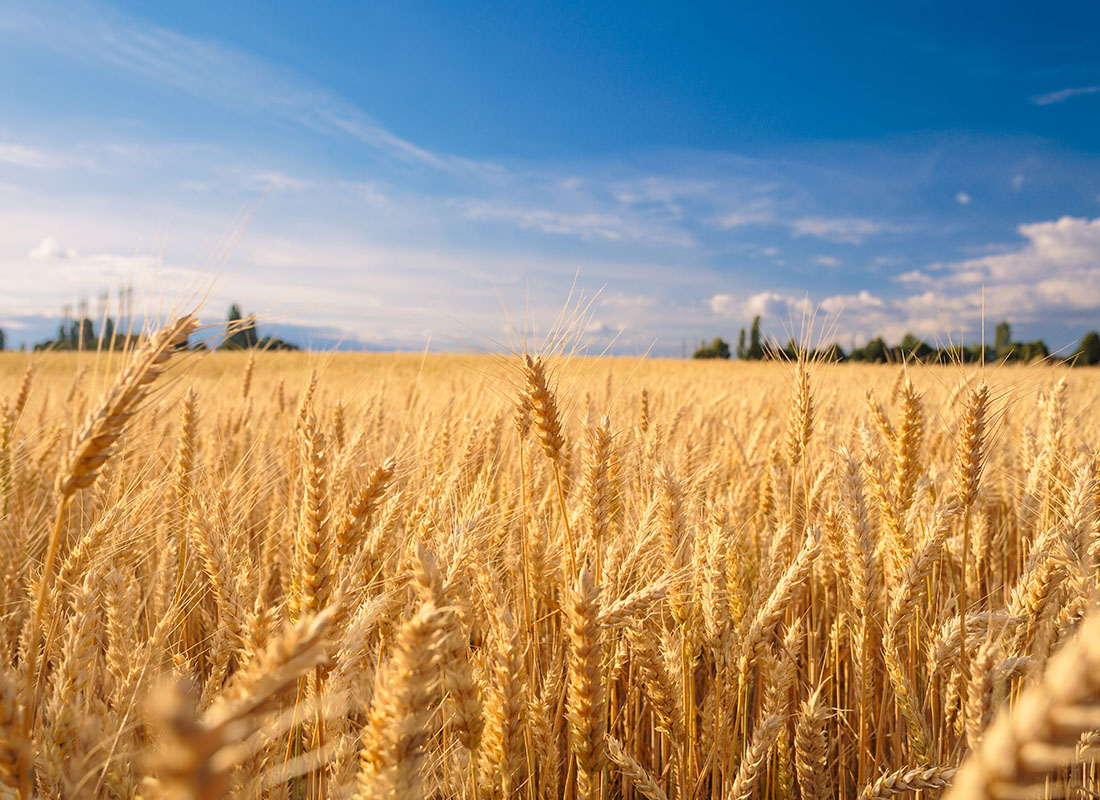 Insurance Solutions - Scenic View of a Field of Golden Wheat Growing on a Commercial Farm Against a Bright Blue Sky