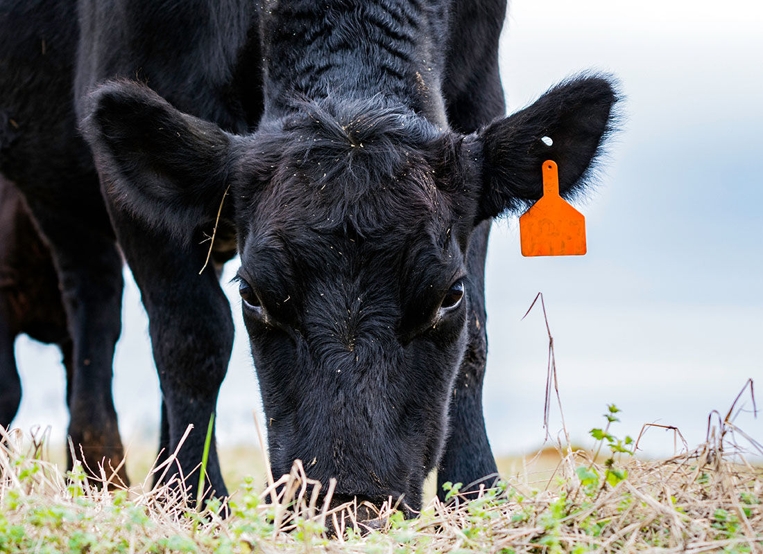 Livestock Risk Protection Fed Cattle - Closeup View of a Black Angus Cow Eating Grass on a Commercial Farm