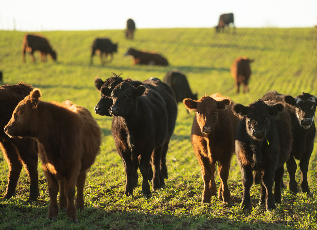 Livestock Risk Protection Feeder Cattle - View of a Group of Young Cows Grazing on a Field of Grass in the Late Afternoon