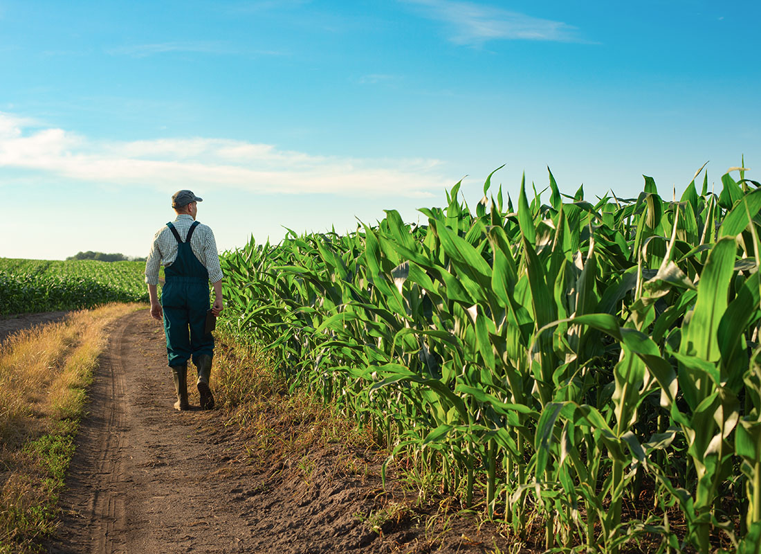 PRF Rainfall Insurance - Rear View of a Male Farmer Walking Down a Field of Corn While Inspecting his Plants on a Sunny Day